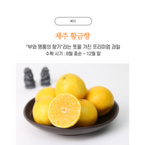 (사은품증정)제주귤 황금향 프리미엄 과일 선물세트, 황금향(판매중), 1박스, 2KG_중과(가정용)