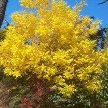 묘목/황금회화나무 황금줄기 접목1년/2주 J362