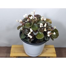 [나랑너랑꽃]베고니아 - 셈퍼플로렌스 더블릿 화이트 (15cm 포트 팝콘)