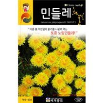 노랑 민들레 씨앗 1000립 / 꽃씨 키우기 화단가꾸기