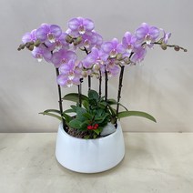 루아데코 서양난 전보화분리본문구 축하화분업체 전보선물문구 지점이동인사, 1.화이트