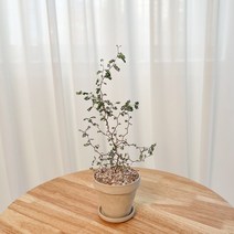 수풀플랜트 마오리소포라, 마오리 소포라, 1. [독일 토분] 그래니트 크림화이트