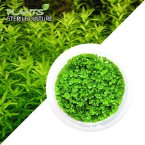 헬로아쿠아 모음)초보수초 200종모음전 쉬운수초 어항장식 열대어 어항꾸미기 수족관꾸미기, 116번)무균배양 펄 그라스