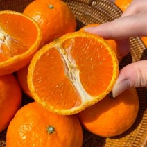 제주 카라향 1.5kg, 상세페이지 참조, 상세페이지 참조, 상세페이지 참조