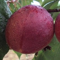 [충북농원] 티파니 플럼코트 나무 묘목 - 접목1년생특묘, 단품