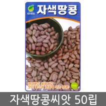 자색땅콩씨앗 50립, 자색땅콩
