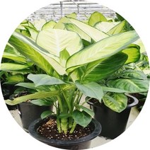 마리안느 디펜바키아 플렌테리어 직경21cm화분