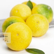 제주 고급과일 황금향 소과 3kg(벌크), 상세페이지 참조