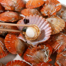 [석화 가리비 하프셀] 통영 세척 석화 굴 구이 찜용 각굴 통굴 5kg 10kg 반각굴 하프셀 횟감 30미 당일 배송, 3-2. 홍가리비 5kg