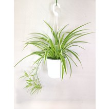 나비란 오션 중대품걸이 접란 줄란 30~50cm 109