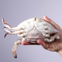 넉넉수산 국내산 알가득 몸통 중량 몽당 암꽃게 3 4 5미 1kg, 1kg(3~5미)