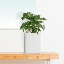 작은정원사 해피트리 행복나무 테이블화분 공기정화식물 시멘트분, 해피트리 테이블용(SH0048T), 1개