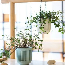 행인화분 행잉플랜트 벽화분 벽걸이 플라스틱 행잉화분, 쿠팡 블랙