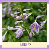 비비추 모종 포트묘 10개