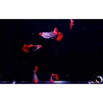 레드턱시도코이(루돌프턱시도) 구피 준성어 1쌍