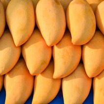 필리핀 카라바오 망고 생망고 골드망고 소과 중과 대과 6과 12과 망고선물세트, 선물세트 중과 9과