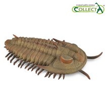 [컬렉타] 레들리키아 렉스 삼엽충