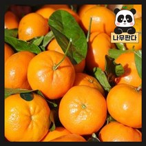(나무판다) 귤나무 묘목 시리즈 - 레드향 천혜향 한라봉 레몬 유주 금귤, 2. 레드향 7치화분