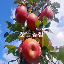 잣뜰농장 밀양 얼음골사과 GAP인증 산지직송 5kg 10kg, 20과(소과)