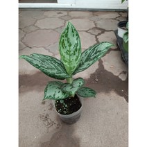 [박씨농원] 아그레오네마 그린아트