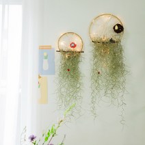 DIY 마크라메 드림캐쳐 수염 틸란드시아 만들기 행잉플랜트 공기정화식물, 마크라메틸란드시아DIY(중 20CM)
