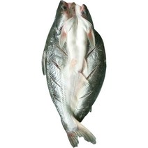 반제품 버들치 도매용 풀박스 통마리 무접점 등을 돌리는 물고기 대발 전선형, 1개, T21-1g 능성어 메콩고기-6 조목조목