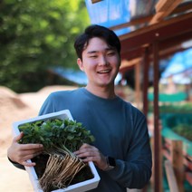청춘농원 새싹삼 새싹인삼, 1box, 중 100개