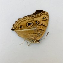 오리지널 나비 진짜 표본 날개 펴지 않은 곤충 나비목 과학 교육 수제 DIY 홈장식 홈데코 동상, 20