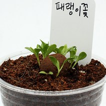 패랭이꽃 지면패랭이 꽃씨 집에서키우기쉬운식물 컵가든 4P