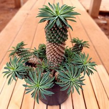 러브코리아 과마옥 키우기 쉬운 야자수 다육식물 1자6-500 랜덤발송, 단품