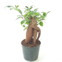 러브코리아 인삼고무나무(소) 실내공기정화식물 공기청정식물, 단품, 1개