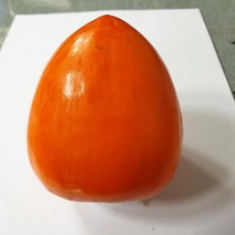 감나무 대봉시 결실주 (분) R3cm RR012, 대봉시 감나무 결실주(분)