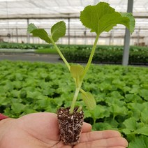 육묘장 직송 주말농장 네트메론모종 머스크메론모종 메론모종 멜론모종 6주 12주 24주 36주, 푸띠 육묘장직송 메론모종 24주