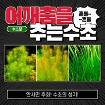 [수초킹] 어깨춤을 추는수초 3종세트 / 구피 새우 치어 치비 암브리아 로타라 인디카 홍콩 루드위지아 구피수초 수초 수초전문 수초도매 부상수초 초보 어항 수초세트, 3종 10촉(와리키4촉+베트남레드2촉+발리스네리아4촉)