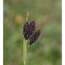 감둥사초 6치 포트 그라스 가드닝 노지월동 야생화 다년생 검정사초 꽃보러가자, 1개