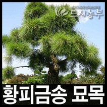 황피금송/황피금송묘목/조경수/접목2년/3주