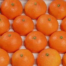 하우스 고당도 천혜향 [예성상회] 실중량, 천혜향 가정용 10KG 중과 [42~56수]