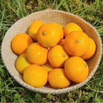고당도 제주 햇 노지감귤 3kg 6kg(2S/S~M로얄과/L~2L), 제주 감귤 6kg(2S)