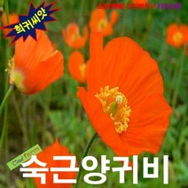 (희귀씨앗) 숙근양귀비 Welsh Poppy 진주황 15립, 상세페이지 참조