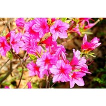 진달래 10주흰진달래