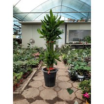 황금죽/대품/높이110센치정도, 1개