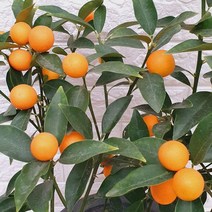 낑깡나무65 - 금귤나무, 1개