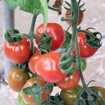 오늘은 플렉스 무농약 대추방울토마토 2kg/5kg, 04_무농약 대추방울토마토 5kg 4번(소과)