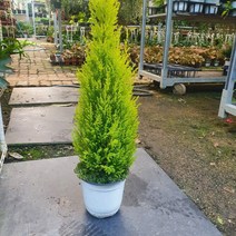 키가큰 율마 중품 50~70cm 79