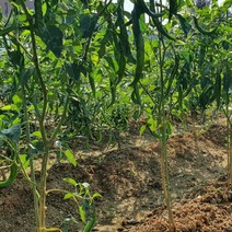 토마토지지대 텃밭 화분 식물지지대 50cm 10P 식물지지대, 상세페이지 참조