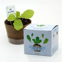 아트박스/틔움세상 팜팜농장_상추 모종키우기, 본품
