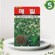 솔림텃밭몰 메밀씨앗 30g 메밀 꽃씨앗 웰빙메밀씨앗