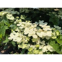 향수국 수국나무 묘목 향기나는 목수국 (스위치오필리아 폴스타) (개화주), P9포트묘 (중품), 1개