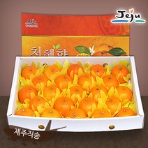 [올찬농산] 천혜향 선물세트(대) 5kg(23~26과) / 제주직송 !!, 상세 설명 참조