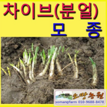 (W소망)차이브모종(2년차 종근 50개), 50개